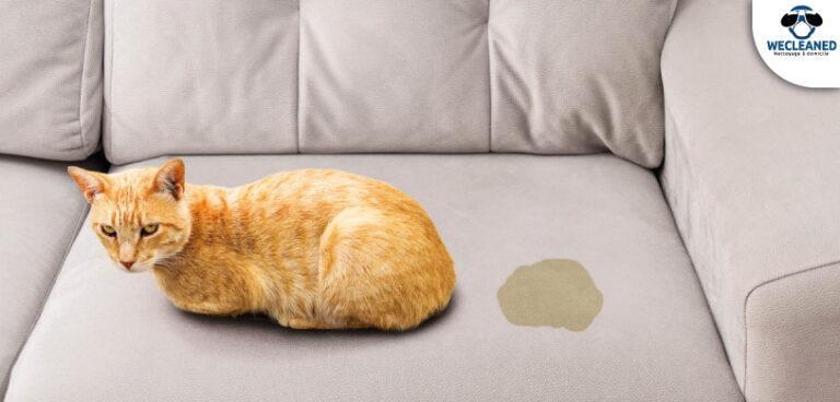 Comment enlever odeur urine chat ?