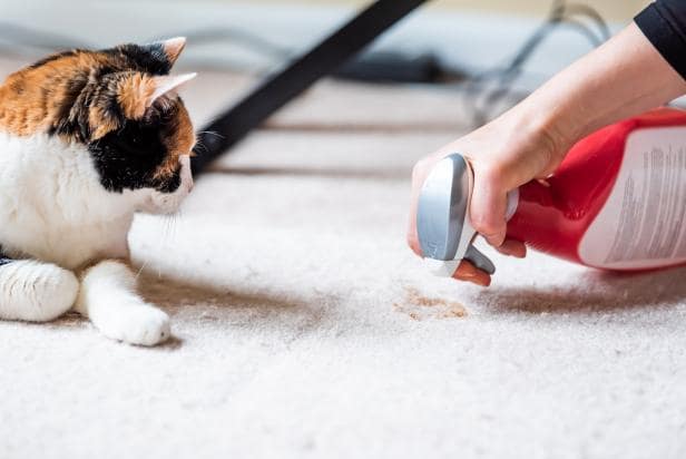 nettoyer pipi de chat sur tapis