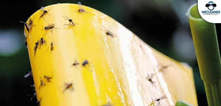 Comment se débarrasser des moucherons dans la maison ?