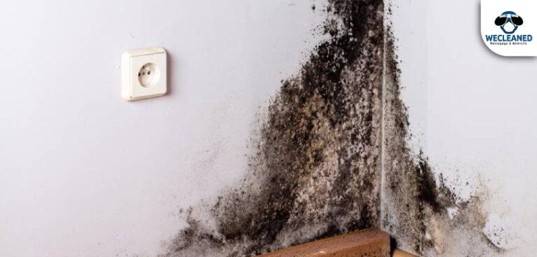 Comment enlever l’odeur de moisi dans une maison ?