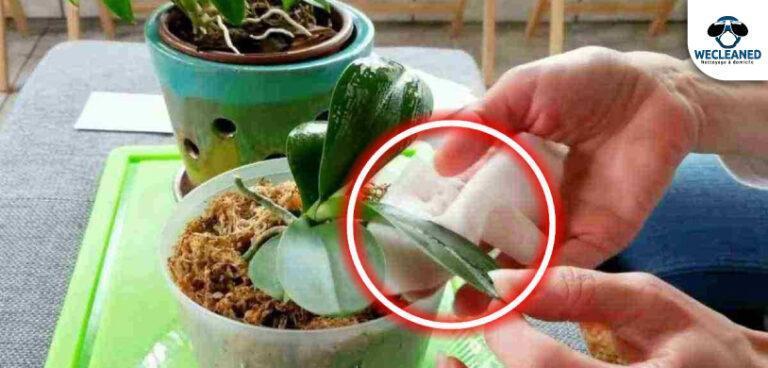 Comment nettoyer les feuilles d’orchidées?