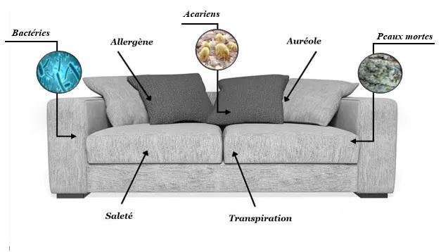 Acariens et bactéries présents dans les fibres d'un canapé non nettoyé