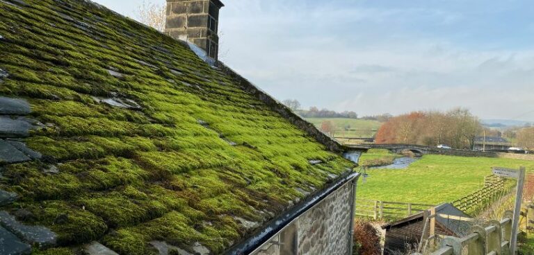 Mousse sur toiture : Causes, risques et solutions possibles